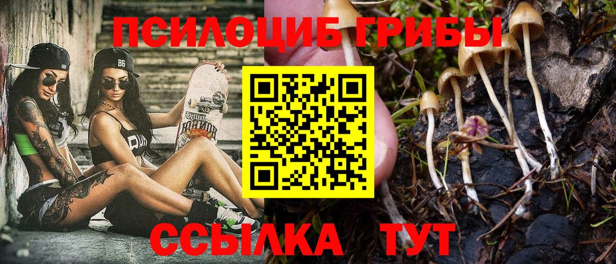 Курчалой  Галлюциногенные грибы MAGIC MUSHROOMS  Вход с VPN 